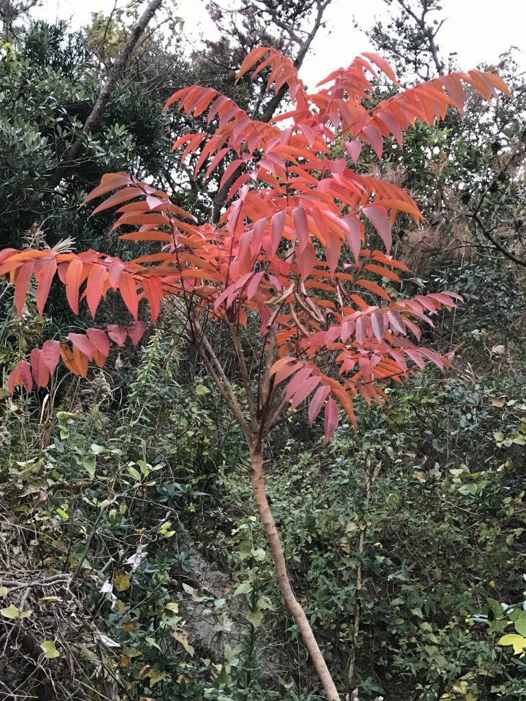 遠州南地方の海岸近くで紅葉する木 ハゼノキ 自生する木 バンマツリ Com