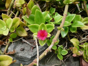 多肉植物の花