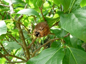 ソシンロウバイの実