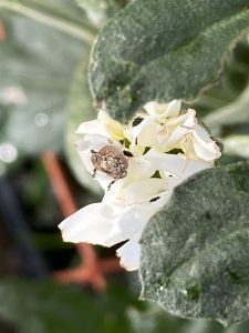 花を食べているゾウムシ