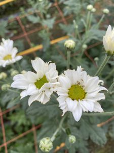 ゾウムシに食べられた花１