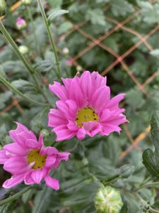 ゾウムシに食べられた花２