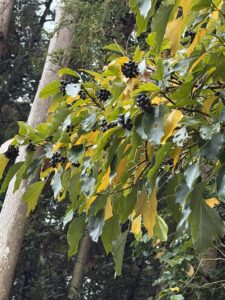 カクレミノ冬２