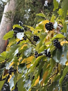 カクレミノ冬１