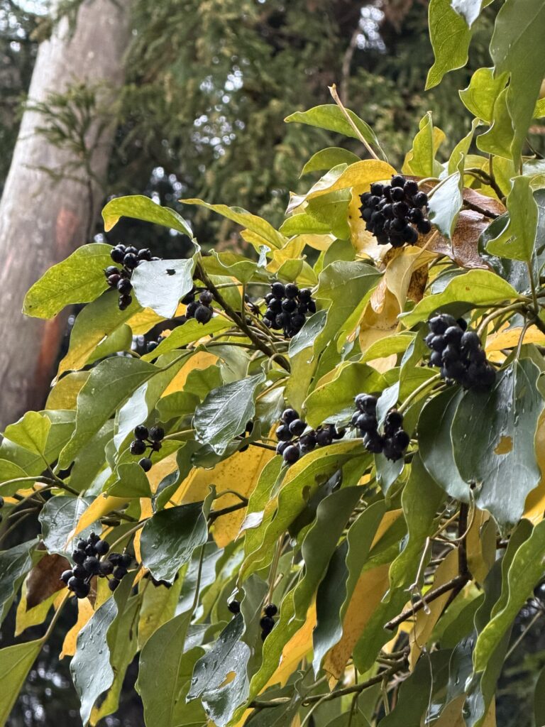 カクレミノ冬１