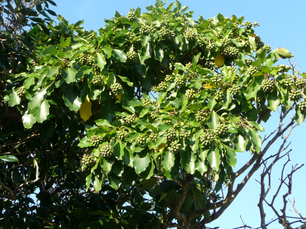 カクレミノ10月ころ