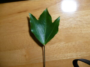 カクレミノ３裂の葉